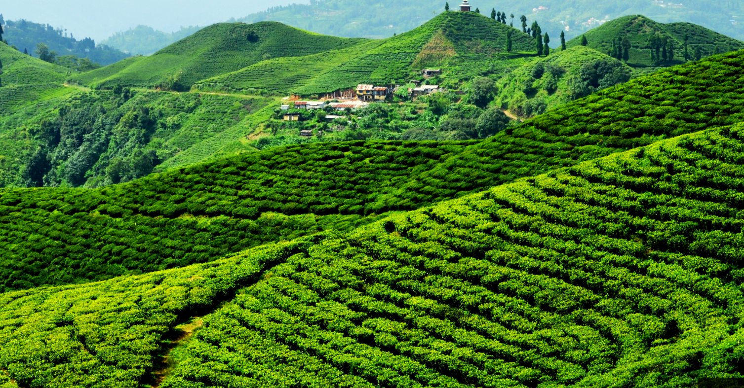 Green tea gardens and hills of Ilam