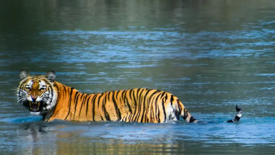 A tiger wading through water in Bardiya National Park