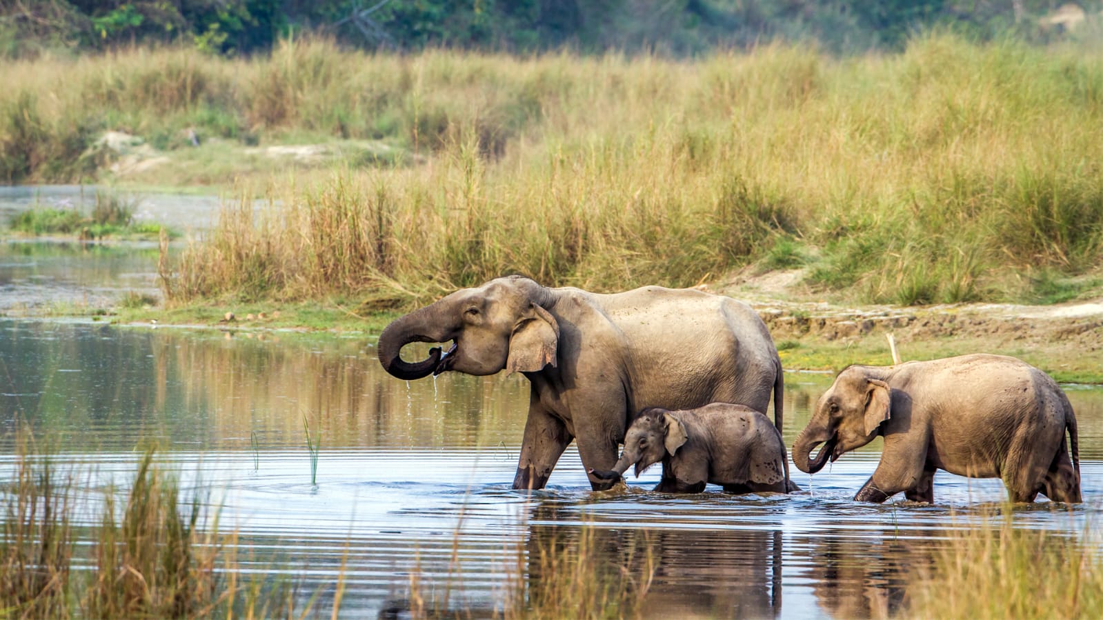 Elephants wading in water at Chitwan National Park